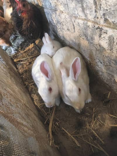 red eyes 2 female with 7 babies