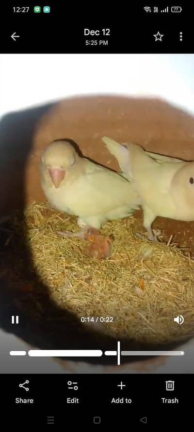 Love birds . Java & finch