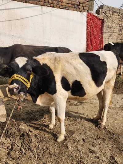 Australian cows for sale 4 months 03130942221