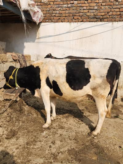 Australian cows for sale 4 months 03130942221