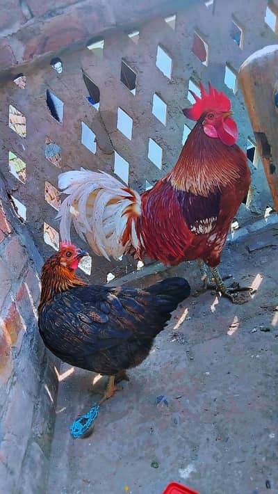 Andy Wali Murghi hai Misri Golden 1 Murgha