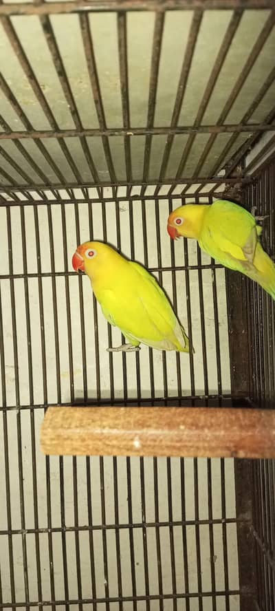 love birds breeder pair