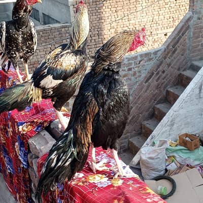 Pure Aseel Rooster – Tall & Healthy – For Sale