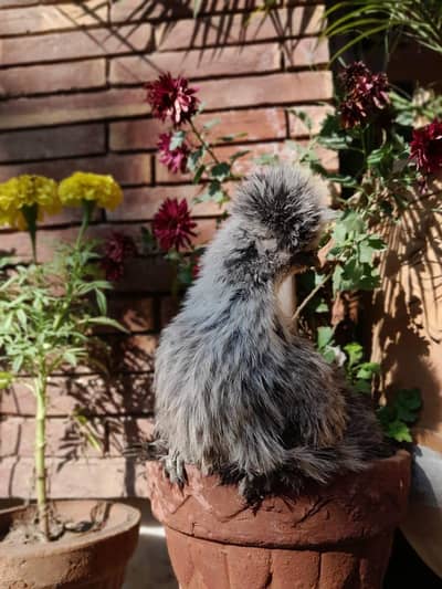 white age 6 month and blue 4 month