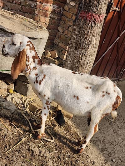 goats  for sell 0335-9444651