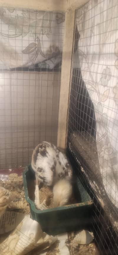 3 Aseel chick with Cage