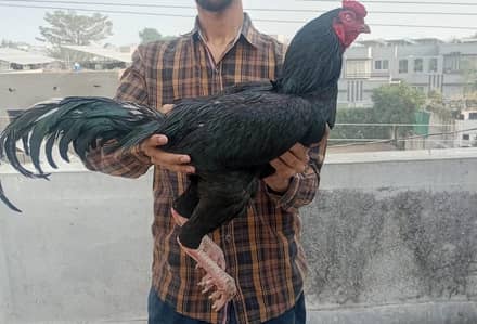 aseel | Lasani | |fancy hens| rice husk | Incubator |thai pakoy |hens