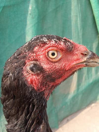 Pure Thai vietname murgi