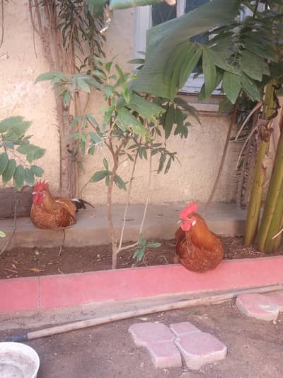 Healthy Organic Male Rooster Hen