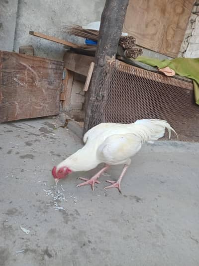 HERA QUALITY YOUNG PATHA HOME BREED