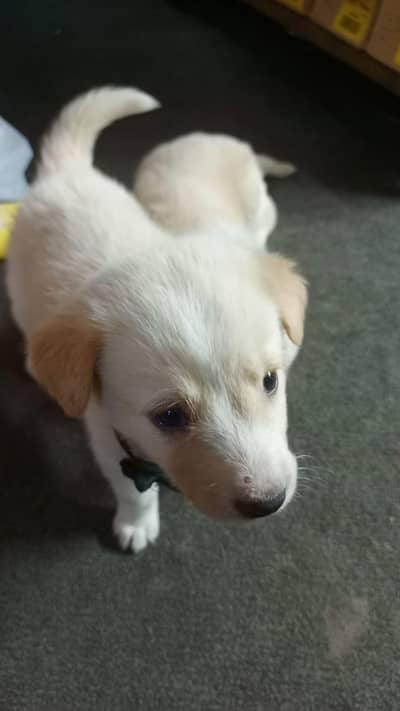 Labrador male female pair