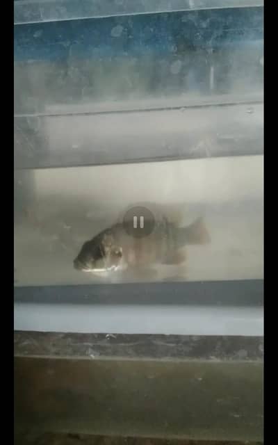 wild African chichlet