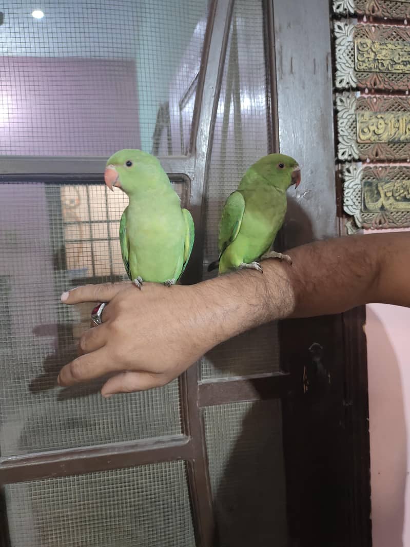 parrots 0