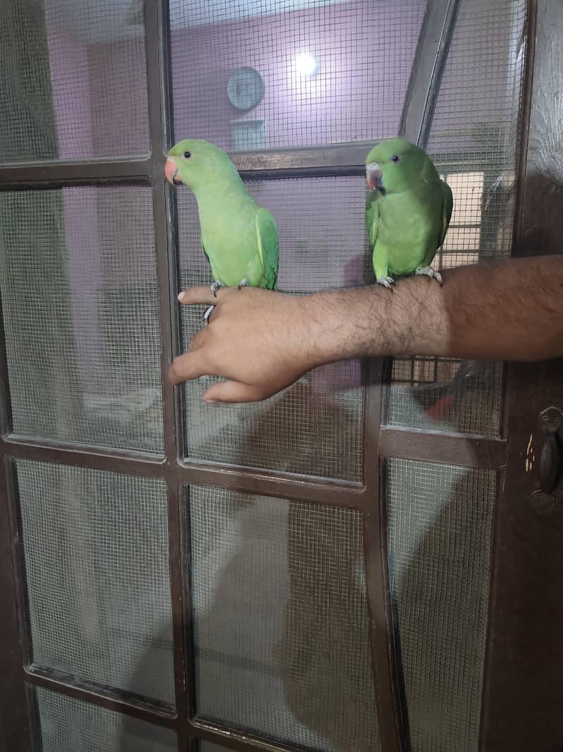 parrots 2