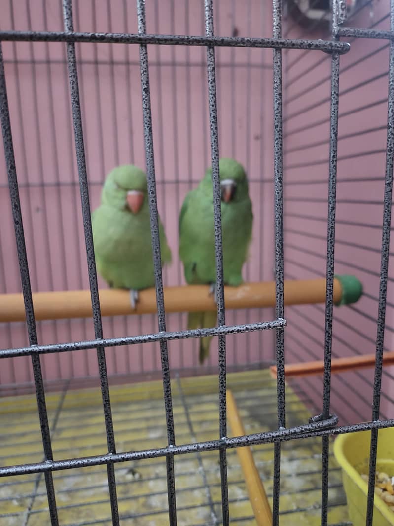 parrots 4