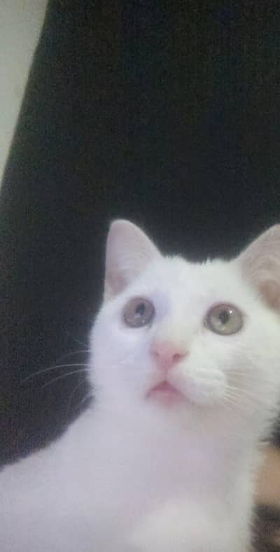 Looking for New Home