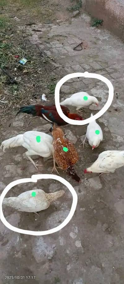 Pair Bantam fancy chota qad ka