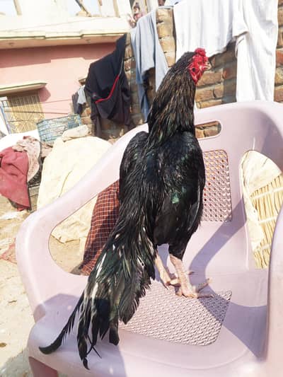 lasani Breeder Male and bengum female