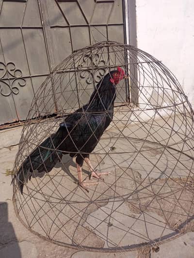 aseel murgay for sale |mushka |lakha |jawa