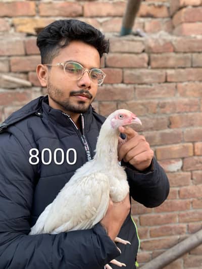 Adnan Aseel 03076748257