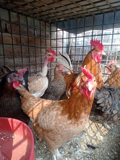 desi murga murgiyan for sale