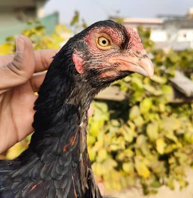 4 Aseel Hens Ready for Breed Egg Start  for sale