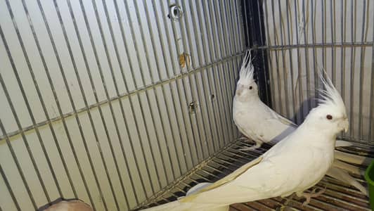 ENO Cocktail Red Eyes Pair