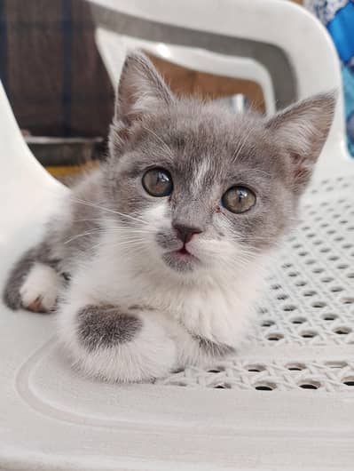 Persian kittens double coat grey and white