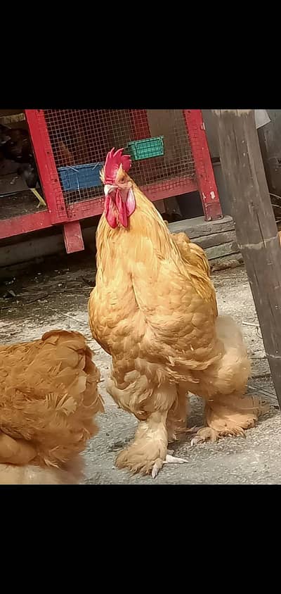 Golden buff Chicks/ Fancy/ 0332-4153261