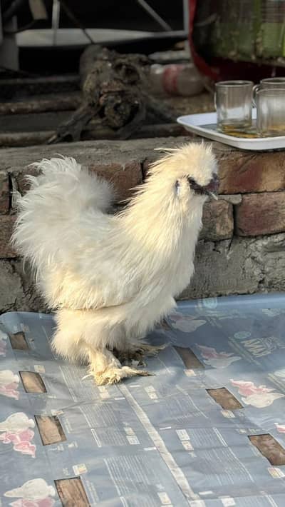 white silkie import quality male