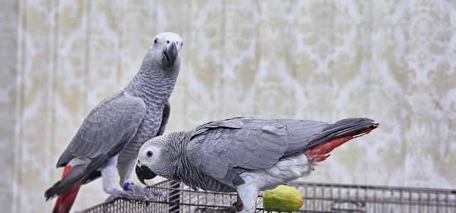 African grey parrot call 03407747893