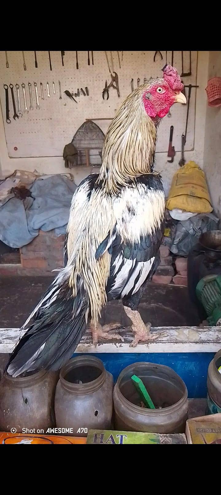 بہت ہی اچھے بلڈ لائن والا ساوا مرغا فار سیل 0