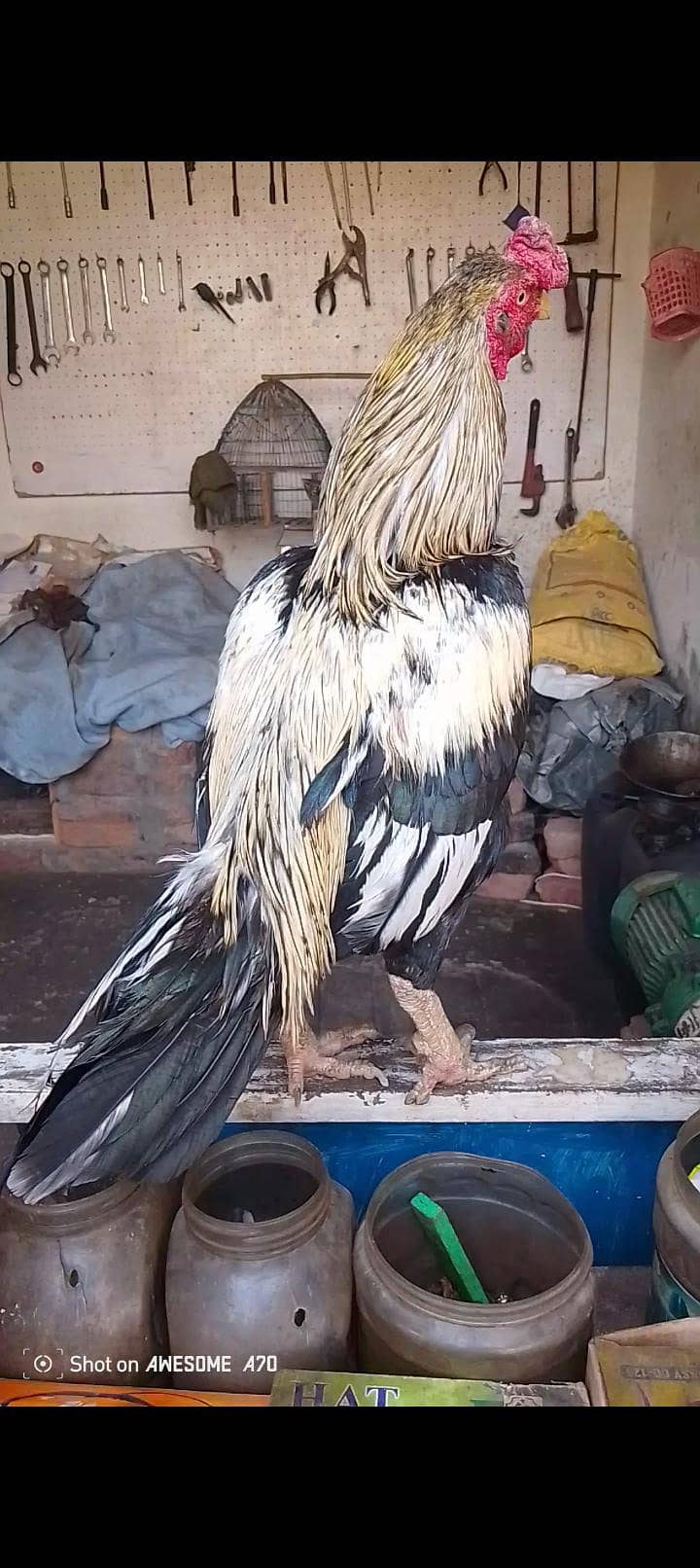 بہت ہی اچھے بلڈ لائن والا ساوا مرغا فار سیل 3