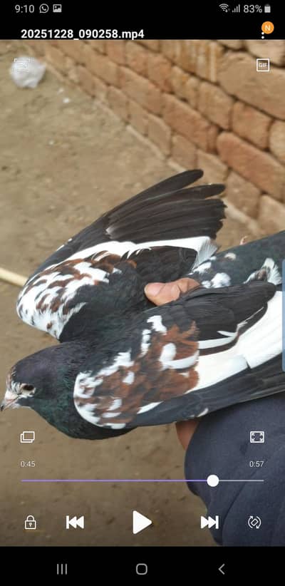 Siyah khal breeder pair for sale