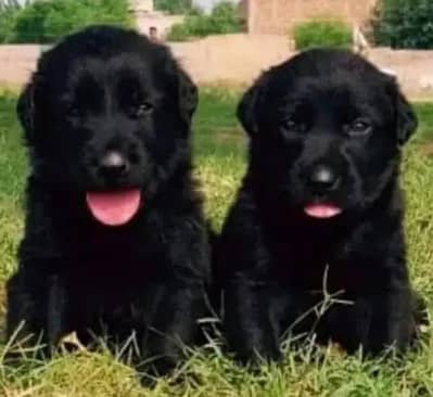 German Shepherd long coat Pair / german shepherd dog / dog for sale