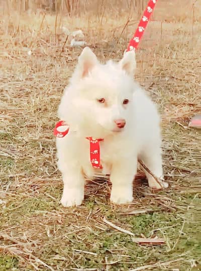 Russian Dog male for sale Age 3 month