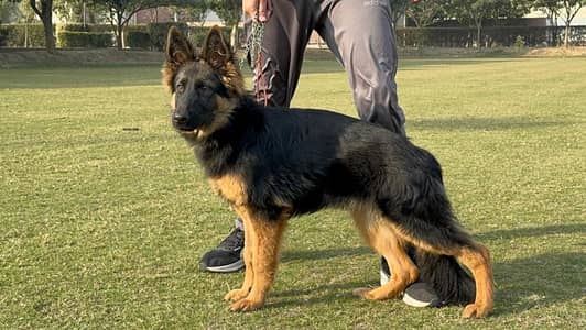 German shepherd Female