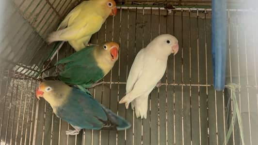 Creamino x purblue x albino black eyes