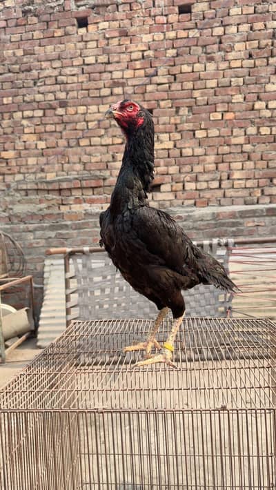 High quality shamo females for sale