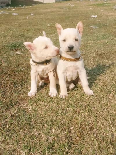Guwahati gultair pink nose / Dogs Gultair for sale /