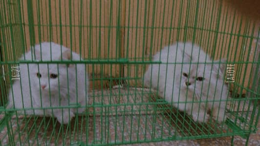 Persian cats