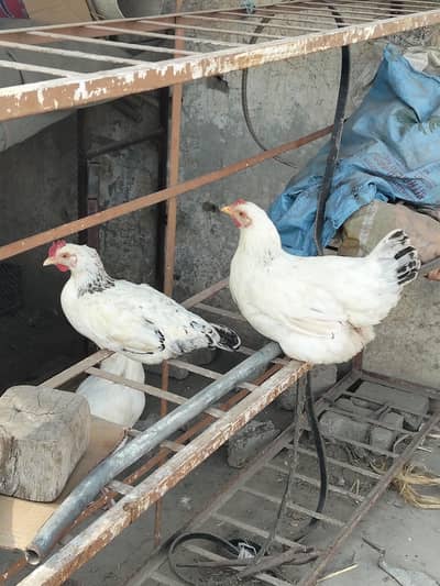beautiful hens for sale 3 murgiyan or ak murga