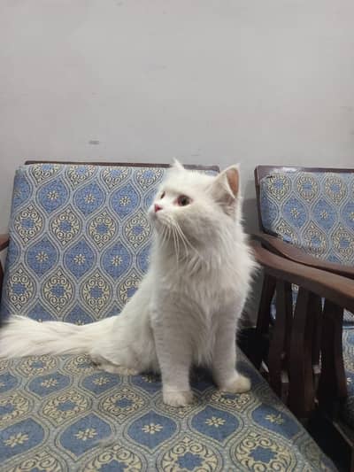 persian tripple coat cat for urgent sale