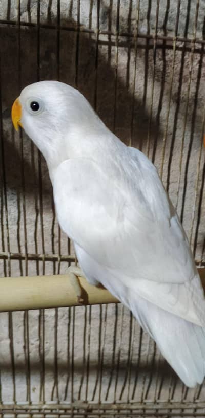 chiks exchange possible with pigeon 03040073399