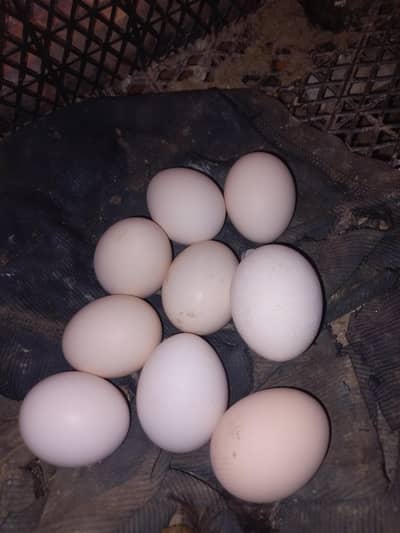 black Australorp and golden buff eggs  chiks