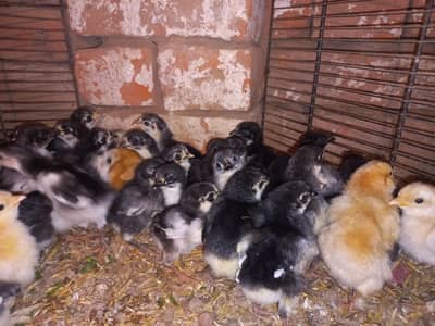 black Australorp egg and golden buff  chiks