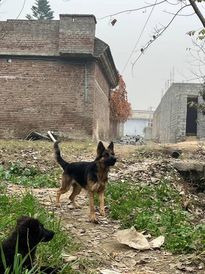German Double Coated Female ( pregnant) black German crossed puppy