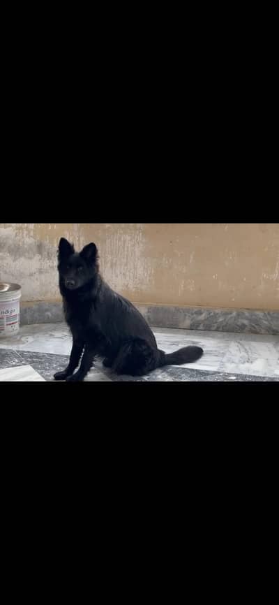 Black German shepherd long coat female