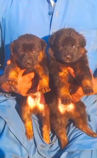 pure German Shepherd double coat / puppy / GSD pup / german sheph