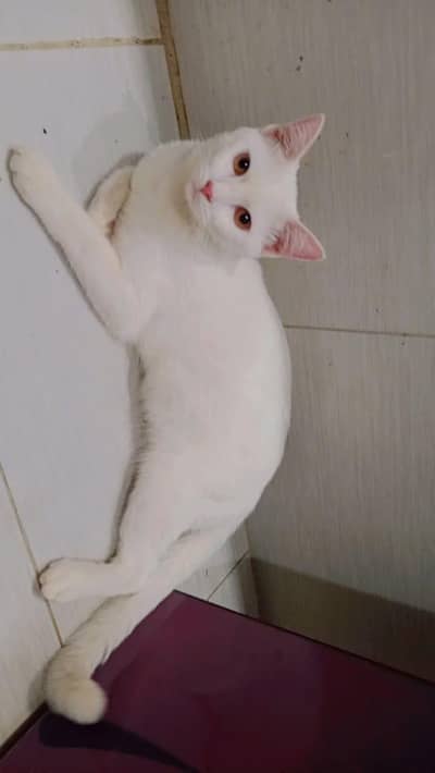 play full, healthy, doll face